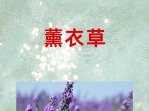 全民农场薰衣草获取攻略：薰衣草获得方法与种植技巧详解