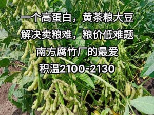 白胖肥婆 bbw40 熟，优质大豆原料，口感浓郁，营养丰富