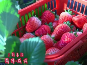 草莓影盒 2024 年版本：全新升级，更多精彩内容即将呈现