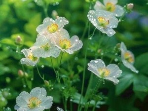 野花直播视频免费高清，海量优质内容，让你一次看个够