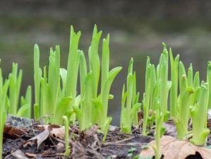 青青小草、嫩嫩树芽：大自然的奇妙之美