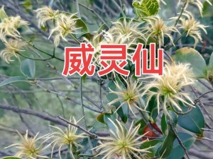 非洲人为什么性功能强大？探究原因，原来是因为一种神秘植物