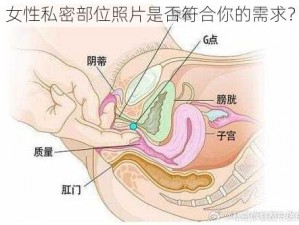 女性私密部位照片是否符合你的需求？