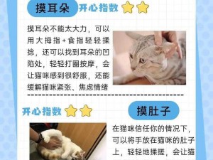 全面解析捉猫技巧：实用捉猫方法大全