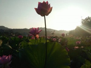 女人晚上莲花开的害处——[品牌名]，帮你解决