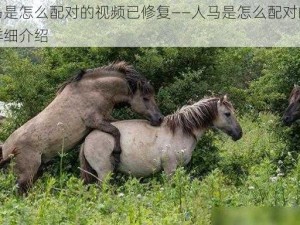 人马是怎么配对的视频已修复——人马是怎么配对的视频详细介绍