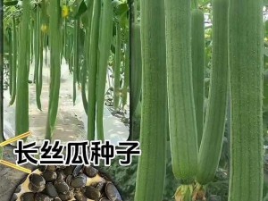 丝瓜茄子草莓黄瓜水蜜桃 丝瓜茄子草莓黄瓜水蜜桃，哪种水果的营养价值最高？