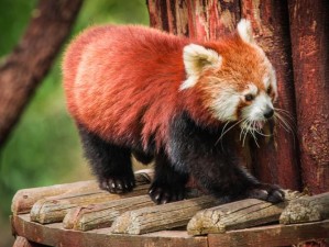 丛林大作战中的熊猫神秘技能揭秘：平衡术与竹林隐匿术的独特魅力