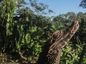 短吻鳄骑兵攻略：实战解析《盾之勇者成名录》手游短吻鳄打法指南