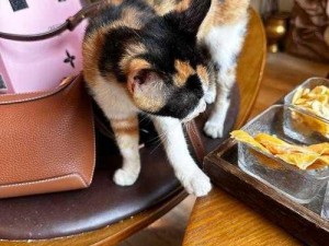 有间猫咪小院完美安装指南与全方位配置说明手册