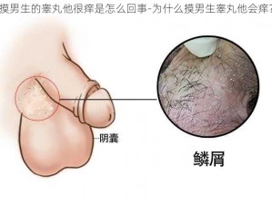 摸男生的睾丸他很痒是怎么回事-为什么摸男生睾丸他会痒？