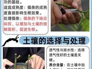 欧式 72 种扦插法的注意事项，你知道吗？