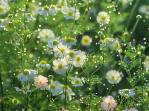 野花视频在线观看免费完整版-野花视频在线观看免费完整版高清无删减版