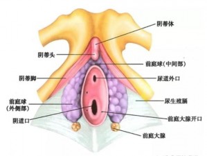 女人大荫蒂毛森林高清图片——展现女性神秘之美