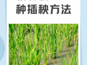 108 种插秧方式，你见过几种？