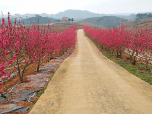 国产亚洲精品久久久久久精品桃花岛，带你领略桃花岛的美丽风光和文化底蕴