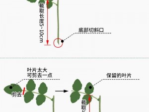 72种扦插54次方法;72 种扦插方法：54 次重复，你试过几种？