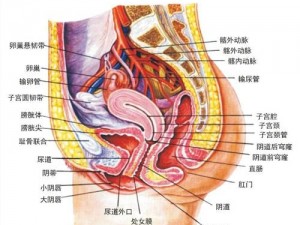 女人体内谢汇编2o2oX(女人体内谢汇编 2o2oX：女性生理结构和生殖系统的奥秘)