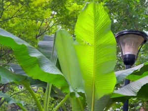 芭蕉视频，汇聚海量精彩视频，让你的娱乐生活更加丰富多彩