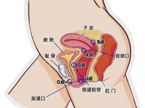 好想被c秘好爽 n 等问题(好想被 C 秘好爽，但又有很多疑问)