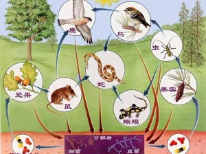 肉食动物取食报告动漫【肉食动物取食报告动漫：探索弱肉强食的世界】