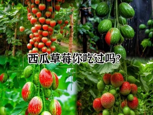 西瓜with草莓;西瓜和草莓能一起吃吗？