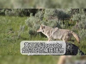 翼星求生：猎物捕获后的扛猎物生存技巧