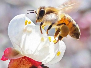 以蜂之恋为背景的故事：蜂之缠绵，花间情深