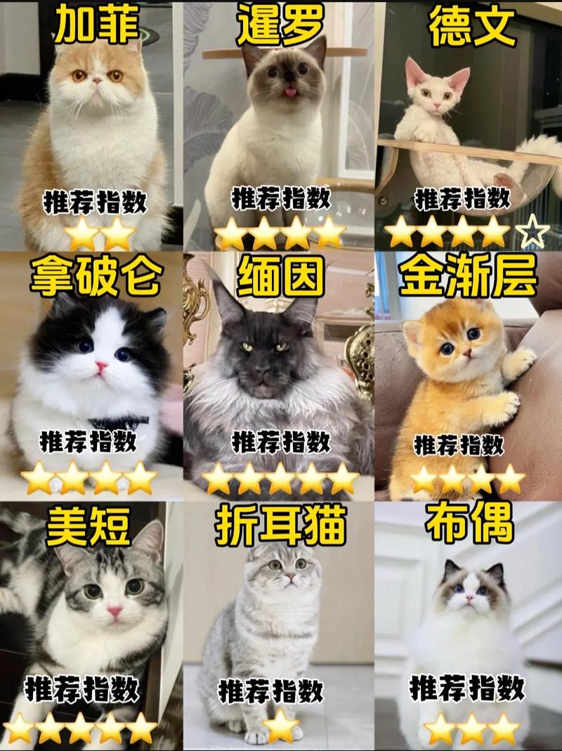 霍格沃茨之遗猫狸子位置攻略：全方位指南带你寻找神秘宠物猫狸子的所在