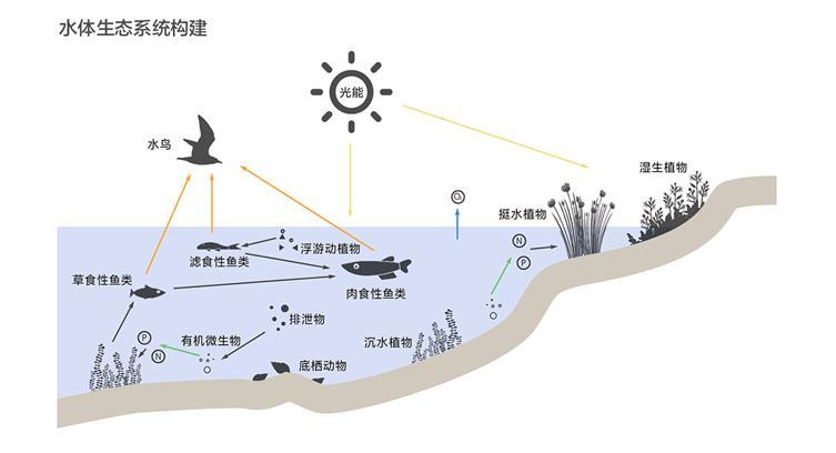 水龙兽的生态价值与应用：揭示其在水域生态系统中扮演的关键角色及实用价值探究