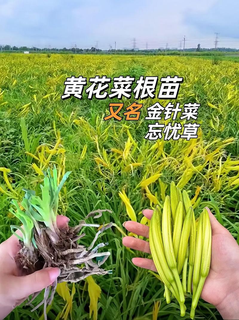 忘忧草直播：一款涵盖多种精彩内容的在线直播平台，让你随时随地尽享视觉盛宴