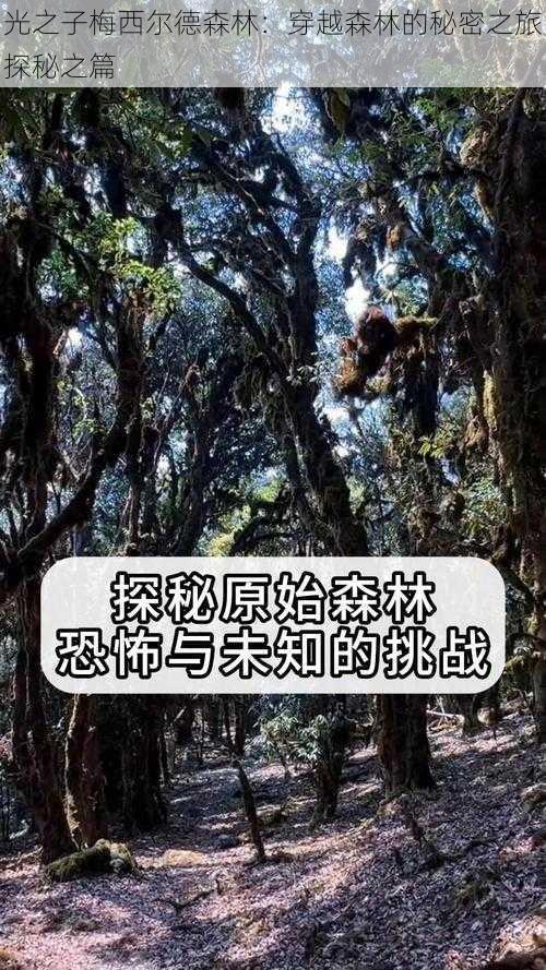 光之子梅西尔德森林：穿越森林的秘密之旅探秘之篇