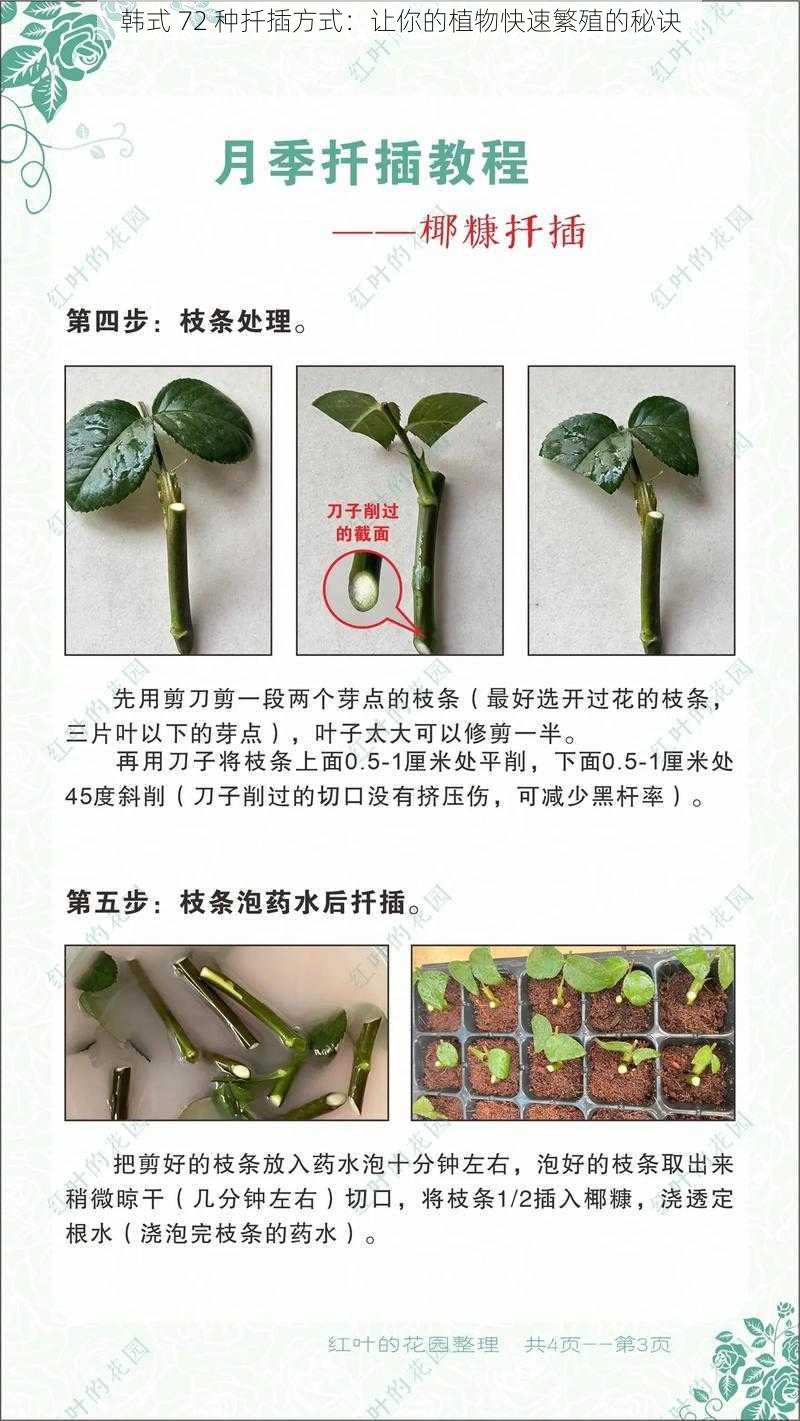 韩式 72 种扦插方式：让你的植物快速繁殖的秘诀