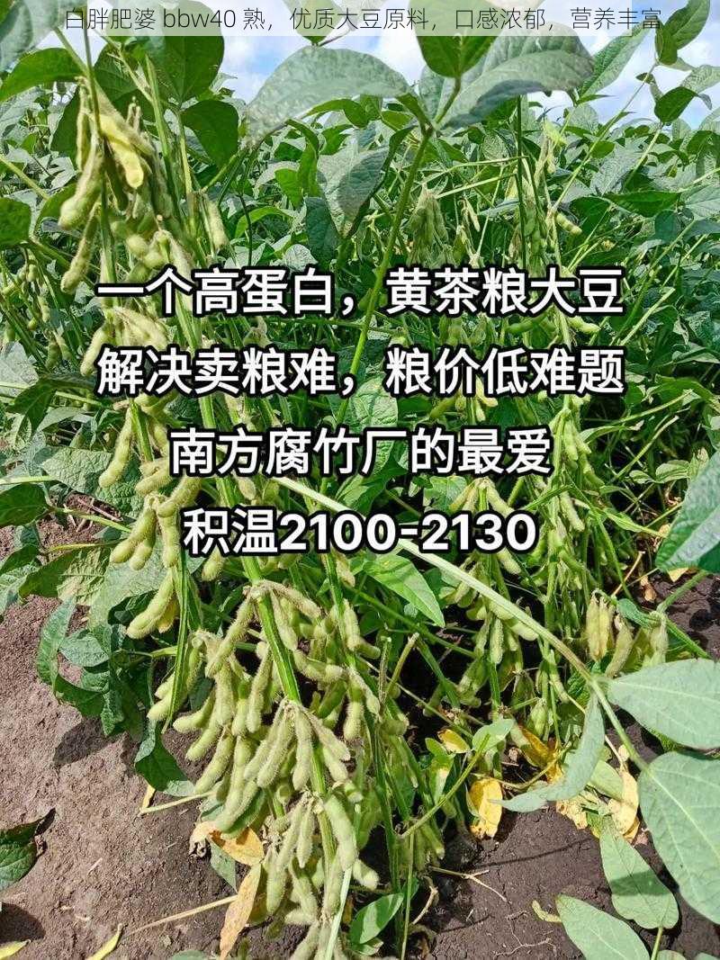 白胖肥婆 bbw40 熟，优质大豆原料，口感浓郁，营养丰富