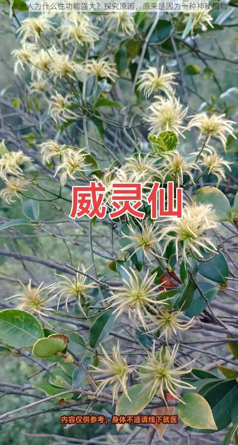 非洲人为什么性功能强大？探究原因，原来是因为一种神秘植物