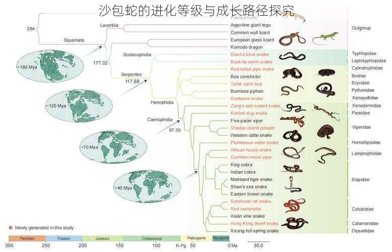 沙包蛇的进化等级与成长路径探究