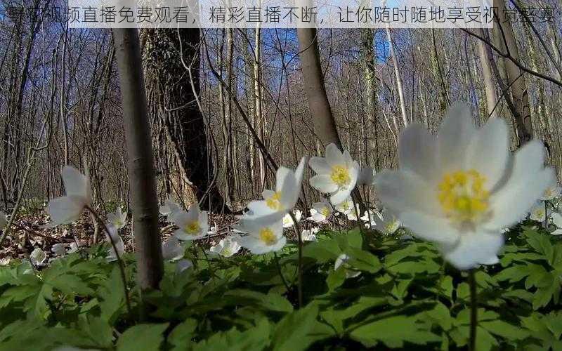 野花视频直播免费观看，精彩直播不断，让你随时随地享受视觉盛宴