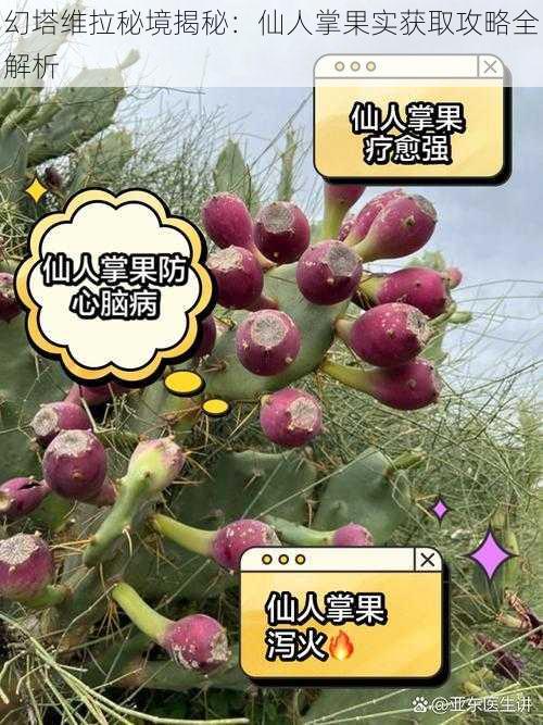 幻塔维拉秘境揭秘：仙人掌果实获取攻略全解析