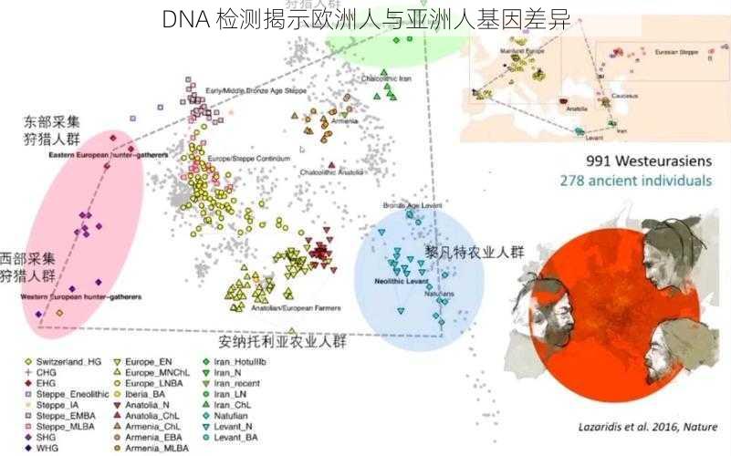 DNA 检测揭示欧洲人与亚洲人基因差异