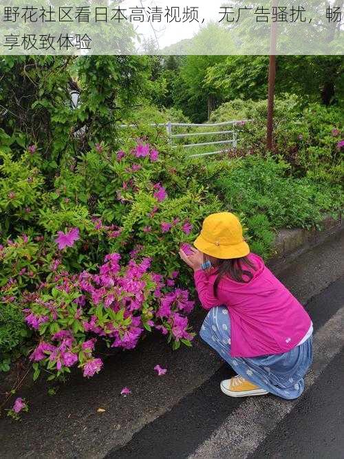 野花社区看日本高清视频，无广告骚扰，畅享极致体验