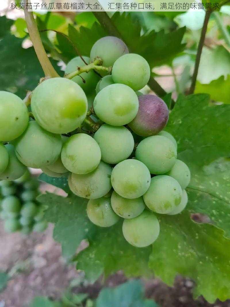 秋葵茄子丝瓜草莓榴莲大全，汇集各种口味，满足你的味蕾需求