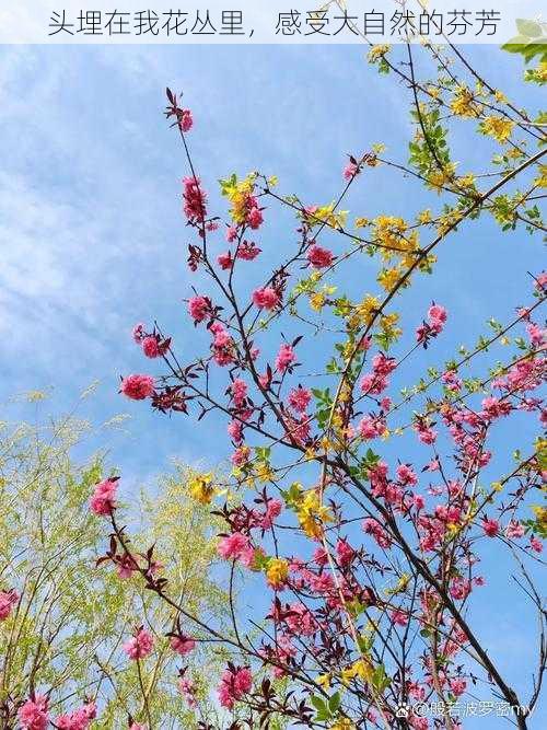 头埋在我花丛里，感受大自然的芬芳