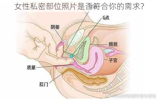 女性私密部位照片是否符合你的需求？