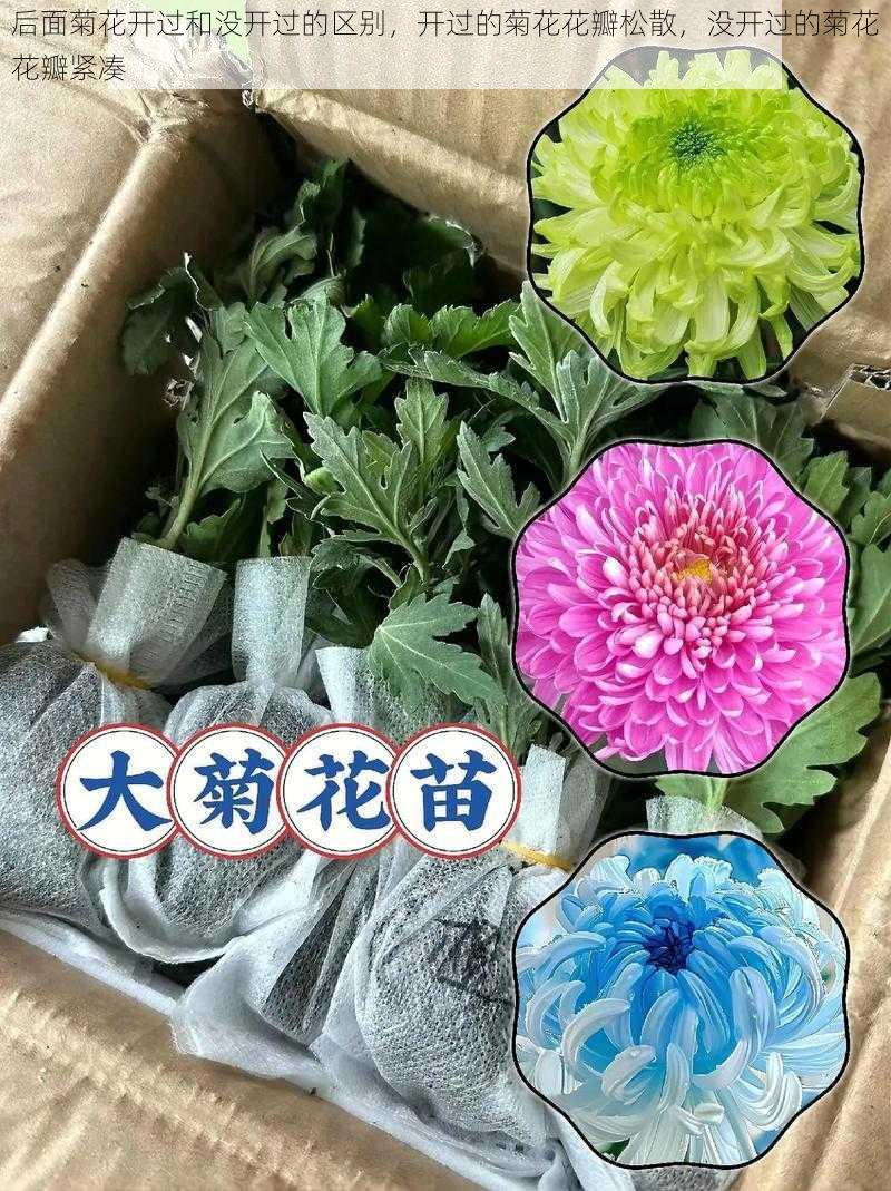 后面菊花开过和没开过的区别，开过的菊花花瓣松散，没开过的菊花花瓣紧凑