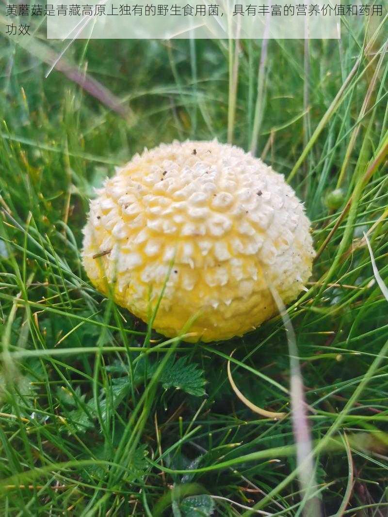 黄蘑菇是青藏高原上独有的野生食用菌，具有丰富的营养价值和药用功效