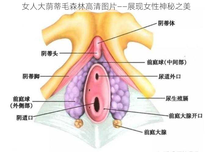 女人大荫蒂毛森林高清图片——展现女性神秘之美