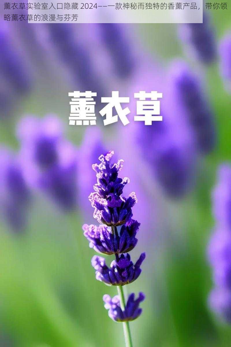 薰衣草实验室入口隐藏 2024——一款神秘而独特的香薰产品，带你领略薰衣草的浪漫与芬芳