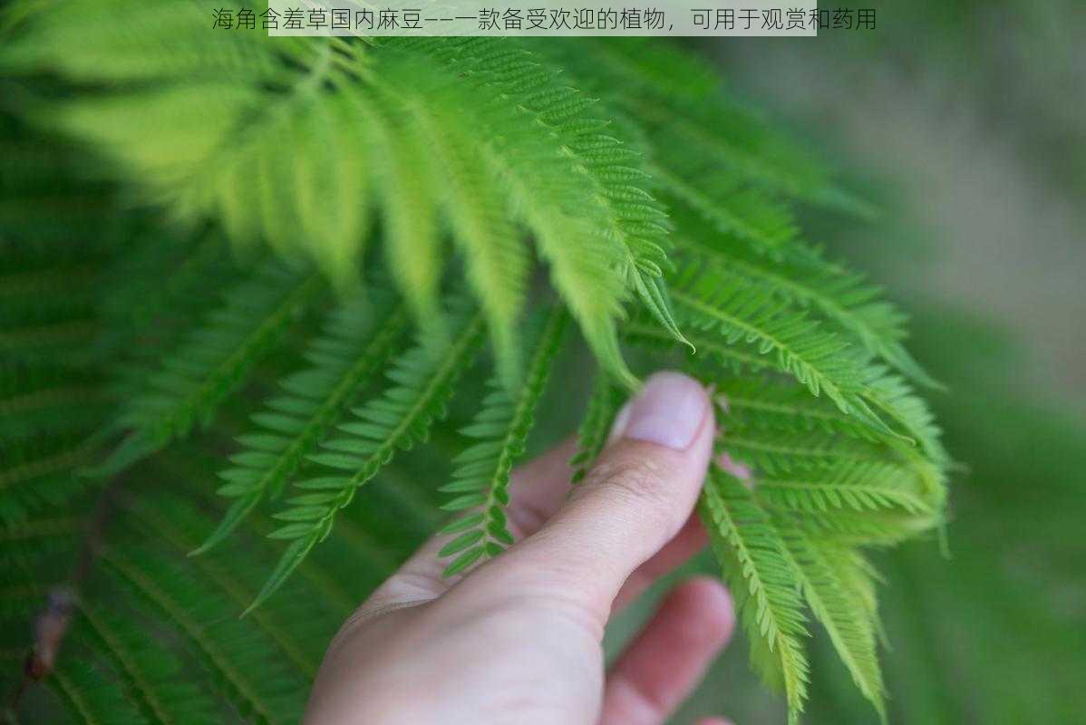 海角含羞草国内麻豆——一款备受欢迎的植物，可用于观赏和药用