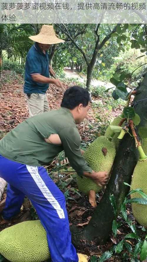 菠萝菠萝蜜视频在线，提供高清流畅的视频体验