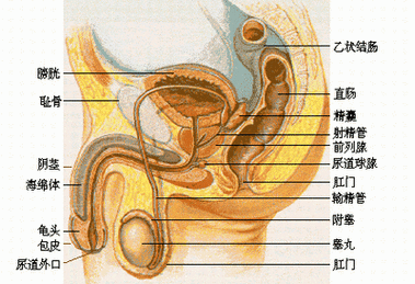 优质男性生殖器官保养护理课程